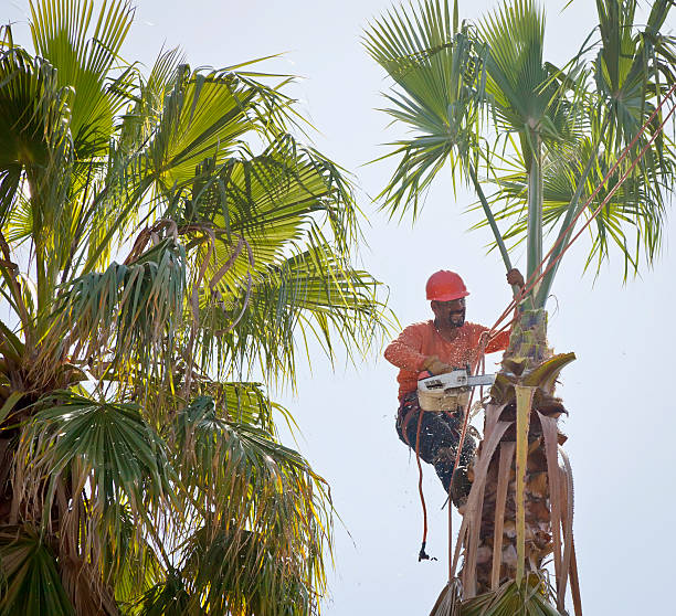 Stacy, MN Tree Service Company